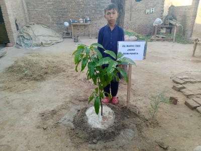 Madrasah Zeenatul Quran Gift Fruit Tree